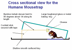 Steve Smith's Mousetrap