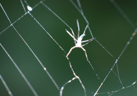 spiderrman-445